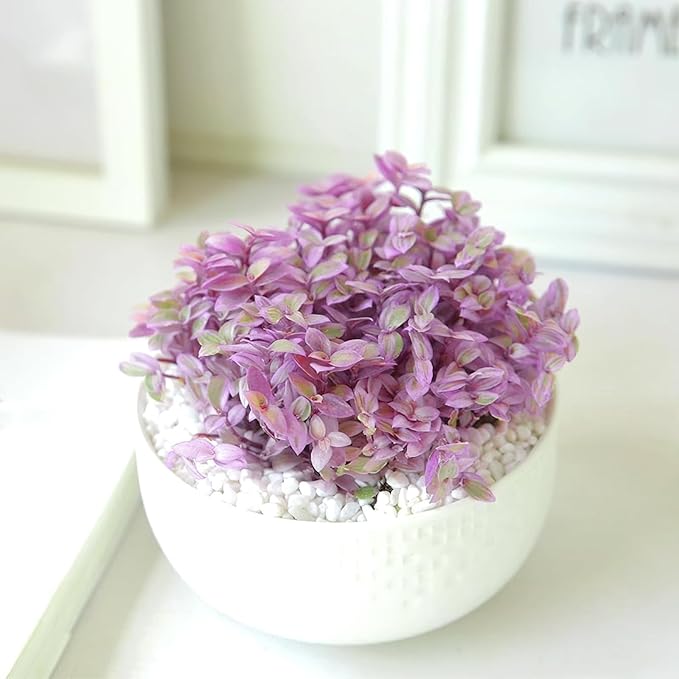 Live Succulents Pink Lady (4-inch), Succulent Plants Fully Rooted in Pots with Soil, Easy-Care House Plant for DIY, Home Office Decor, Wedding Party Favor