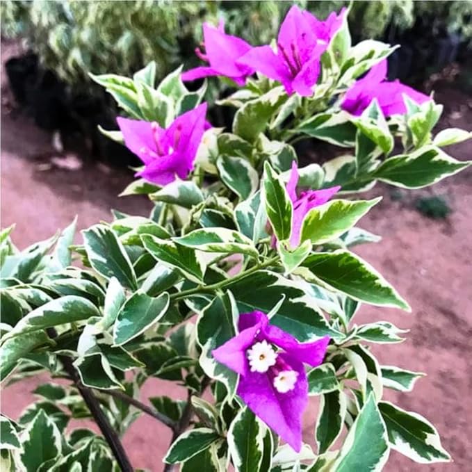 2 Bougainvillea Plants Live, Trailing Flowering Vines, 5-9” Tall, Well-Rooted Bougainvillea Trees for Outdoor Garden or Patio (Blue Ice Bougainvillea)