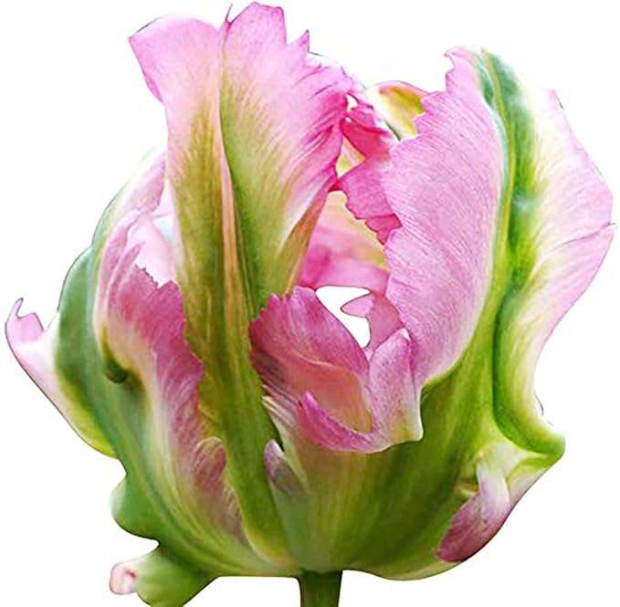 5 Green Wave Parrot Tulip Bulbs – Unique Green and White Blooms – Ruffled Petals for Spring Gardens – Hardy & Easy to Grow Perennial Tulips