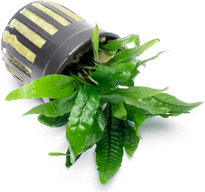 SubstrateSource Java Fern Live Aquarium Plants - Potted Freshwater Plant for Fish Tanks - Beginner Friendly, Low Light (Narrow Mini, 1 Pot)