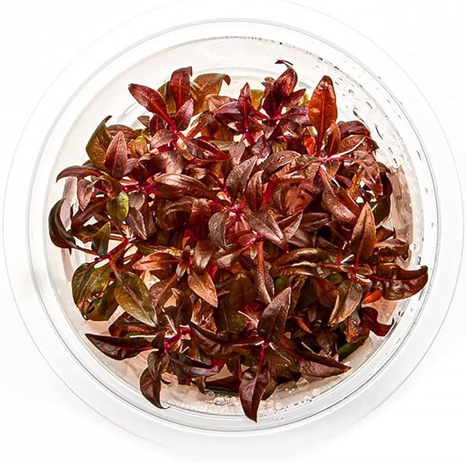 SubstrateSource Live Plant - Alternanthera Reineckii 'Mini' Red Stem Tissue Culture Aquatic Live Aquarium Plant - 100% Snail Free in Vitro Cup (AR Mini)