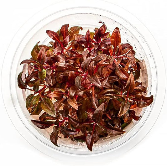 SubstrateSource Live Plant - Alternanthera Reineckii 'Mini' Red Stem Tissue Culture Aquatic Live Aquarium Plant - 100% Snail Free in Vitro Cup (AR Mini)