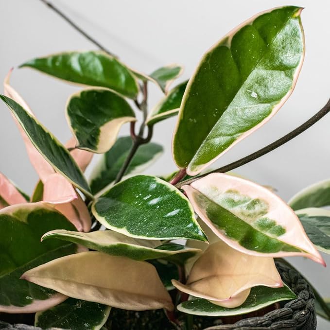American Plant Exchange Hoya Krimson Queen, 8-Inch Hanging Basket, Flowering Indoor Houseplant, Live Wax Plant, Cascading Pink and White Foliage