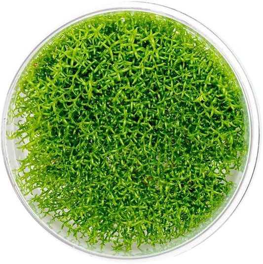 SubstrateSource Live Plant - Hedyotis salzmannii - Midground Stem with Bright Green Growth, Snail-Free in Vitro Aquarium Plant - Tissue Culture