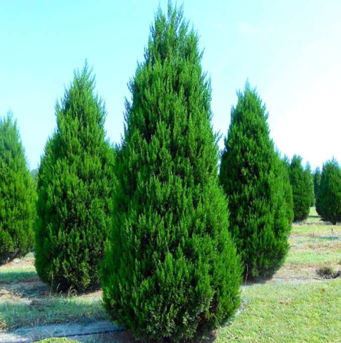 Eastern Red Cedar Tree - 10-16" Tall Live Plant - Quart Pot - Redcedar Juniper Evergreen Seedling - Juniperus virginiana
