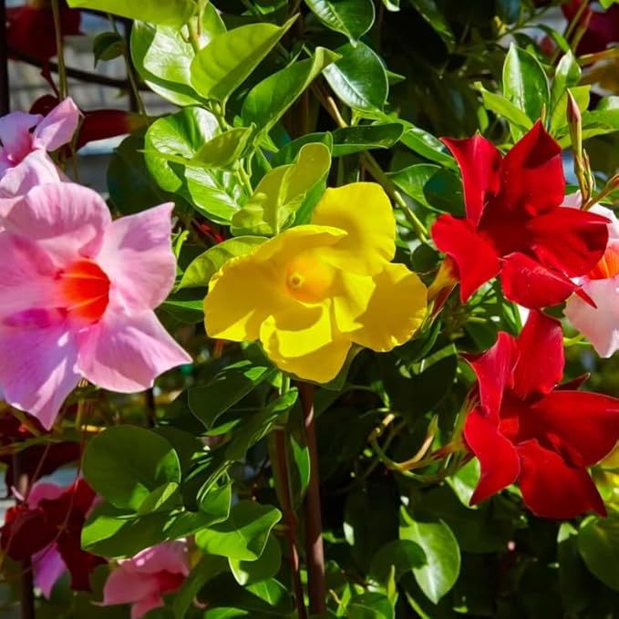3 Mix Mandevilla Plants Live, 5-10” Tall Flowering Mandevilla Vines for Trellis, Outdoor Patio, Garden Pots, Trailing Mandevilla Seedlings