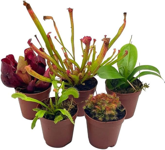 BubbleBlooms Carnivorous Plant Assortment Set, 5 Live Different Plants in 2 inch Pots