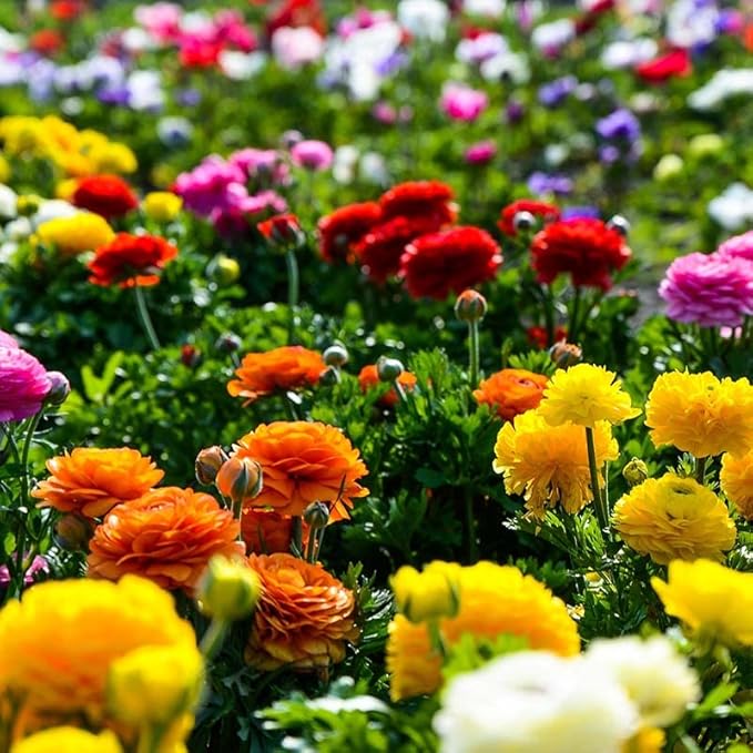 25 Mixed Ranunculus Bulbs Spring Planting - Buttercup Color Mix Value Bag - Plant in Gardens, Borders & Flowerbeds - Easy to Grow Flowers Bulbs by Willard & May