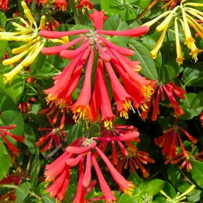 Red Coral Honeysuckle Live Plant Well-Rooted, 5-9" Red Honeysuckle Plant Live, Honeysuckle Vine Bush for Planting, Bush Honeysuckle