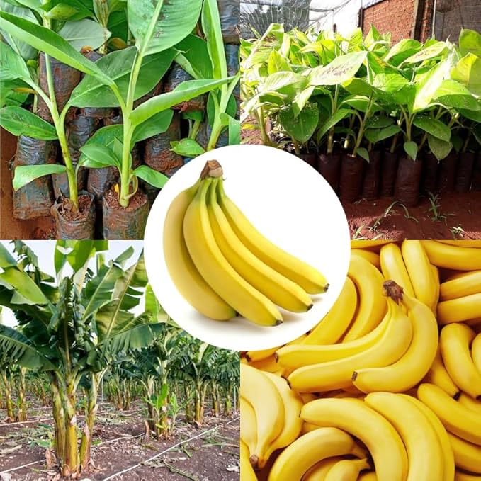 Grand Nain Banana Plant Live for Planting, Banana Trees Live Plants for Outdoor Indoor Planting, Cold Hardy, 4-7" in Tall, No Pot, Musa Plant