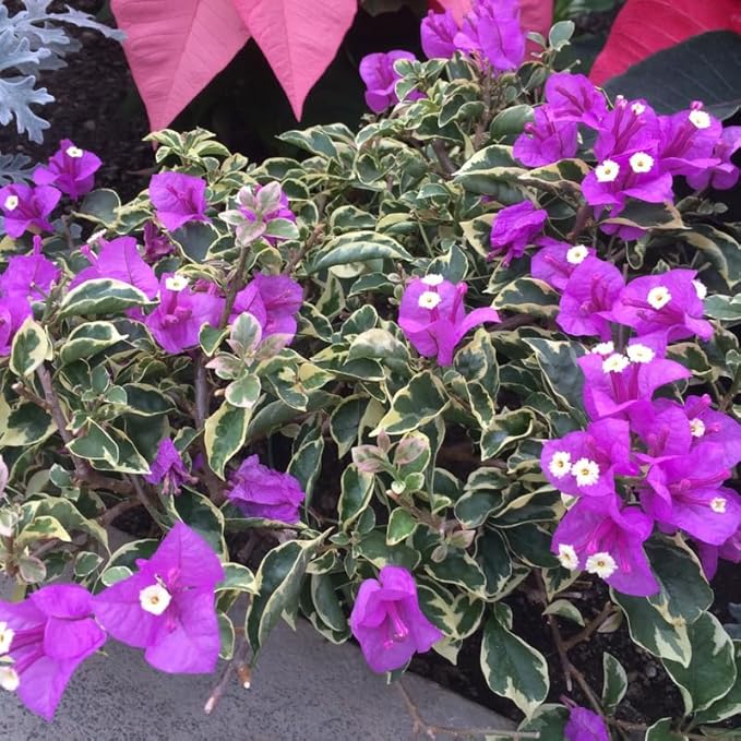 2 Bougainvillea Plants Live, Trailing Flowering Vines, 5-9” Tall, Well-Rooted Bougainvillea Trees for Outdoor Garden or Patio (Blue Ice Bougainvillea)
