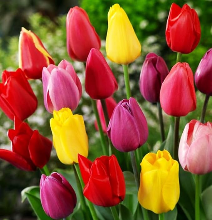 Mix Triumph Tulips 10 Bulbs for Fall Planting Colorful Flower Tulipa Darwin Hybrid Changing Colors Mixture Size 12+ 4 Varieties to Choose (Emperor Mixture, 10, Mix Color)