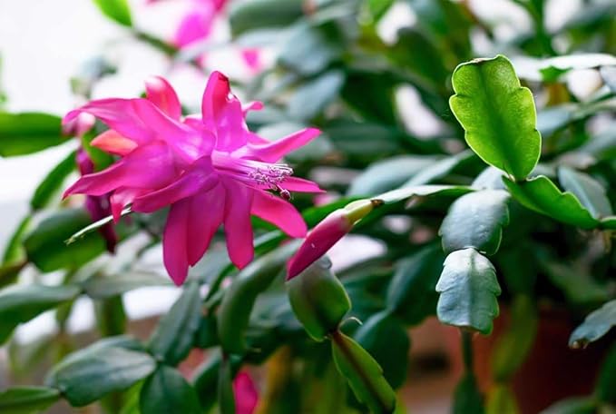 American Plant Exchange Live Christmas Cactus 4-Pack – 4-Inch Pot Cover – Easy Care Flowering Succulents with Festive Blooms for Holiday Home Décor, Kitchens, Offices & Indoor Winter Displays