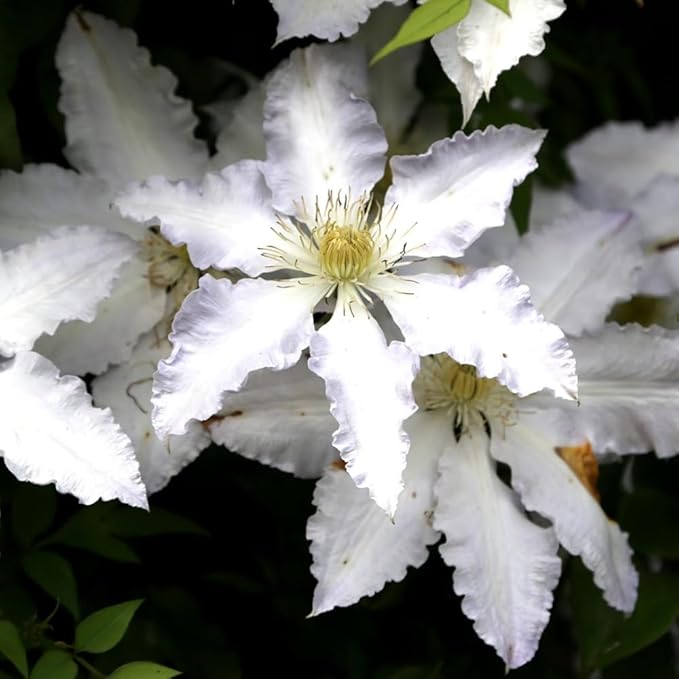 Blue White Clematis Vine Live Plant Clematis Flower Perennial Starter Plant in 2.5 Inches Pot
