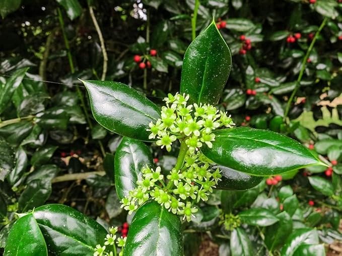 Burfordi Holly | 1 Quart Size Plant | Ilex Cornuta | Fast Growing Evergreen Shrubs, Privacy Hedge Plants, Dark Green Foliage, Low Maintenance Landscaping, Ideal for Hedges and Borders