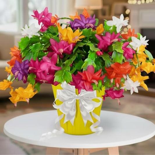 2 Random Christmas Cactus Plants Live, True Thanksgiving Cactus Live Size 6-9" Inches Tall, Ready to Blooms, Holiday Houseplant, Cold Hardy, Bloom in Winter