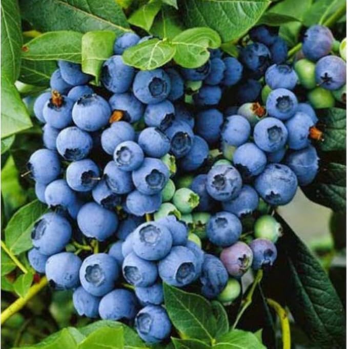 Jewel Blueberry Plant Live for Planting, 4-8 Inch Tall Starter Plant, Hardy Blueberry Bush for Garden or Patio