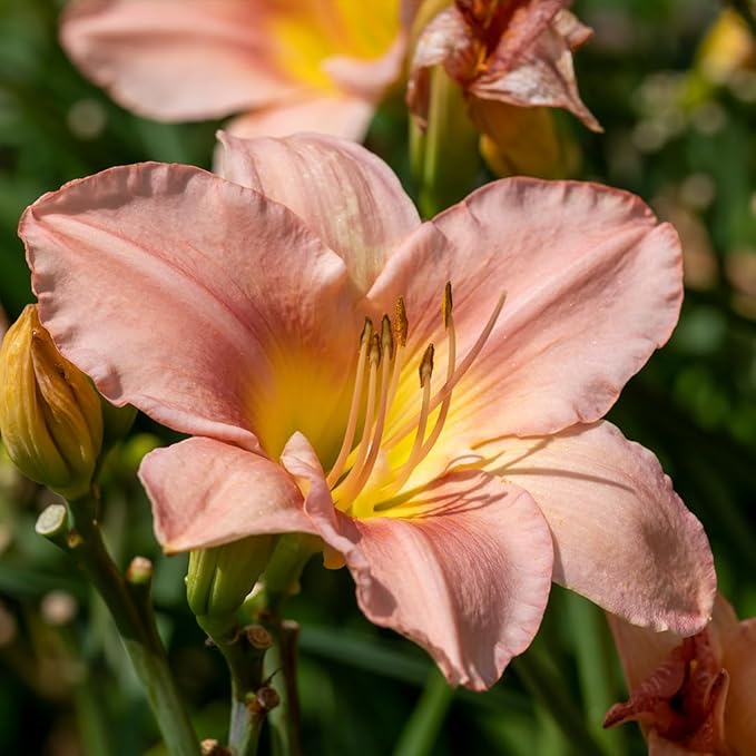 My Melinda Daylily Flower Bulbs – Soft Pink Reblooming Variety with Lime-Green Throat – Hardy Summer-to-Fall Perennial (Zones 3–9) Fall Planting Spring Blooming