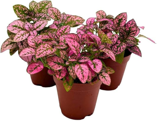 BubbleBlooms Pink Hypoestes phyllostachya 2 inch Set of 3 Flamingo Polka Dot Plant Tiny Mini Pixie Plants