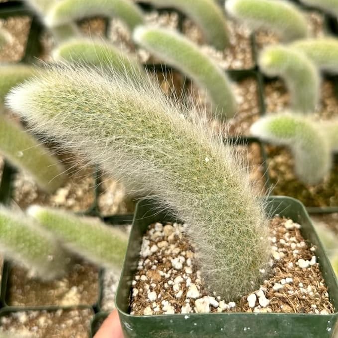 Monkey Tail Cactus Live Plant, 6-8 Inch Rare Trailing Cactus Live Rooted Succulent, Easy Care Hanging Cactus Houseplant Bareroot