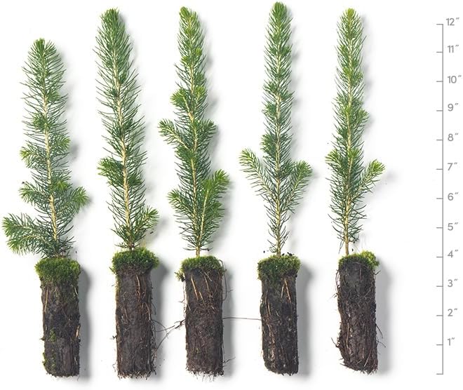 White Spruce Live Tree Seedling Plugs | 6"-12" | Arbor Day Foundation (5-Pack)