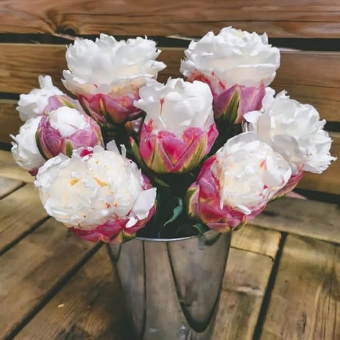 15 Ice Cream Tulip Bulbs for Fall Planting, Tulip Spring Flower Bulbs Perennial Outdoor, Colorful Blooms Groundcover Bulb