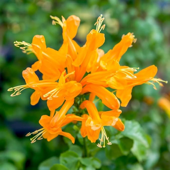 2 Mix Honeysuckle Plants Live, Fragrant Honeysuckle Climbing Vine for Garden, Trellis, or Fence, Starter Plugs 4-8 Inch (Yellow Orange Blooms)