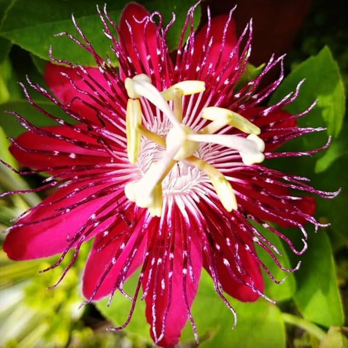 Passion Flower Plant Live, 5 to 8 Inch Tall Passiflora Vine, Fragrant Climbing Plant for Garden or Trellis, No Pot, Well-Rooted (Burgundy Red Passion Flower)