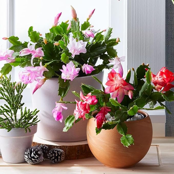 2 Mixed Christmas Cactus Plants, Thanksgiving Cactus 3-6 Inch Tall, Winter Succulents Flowers Container Hanging Basket Indoor Outdoor Planting