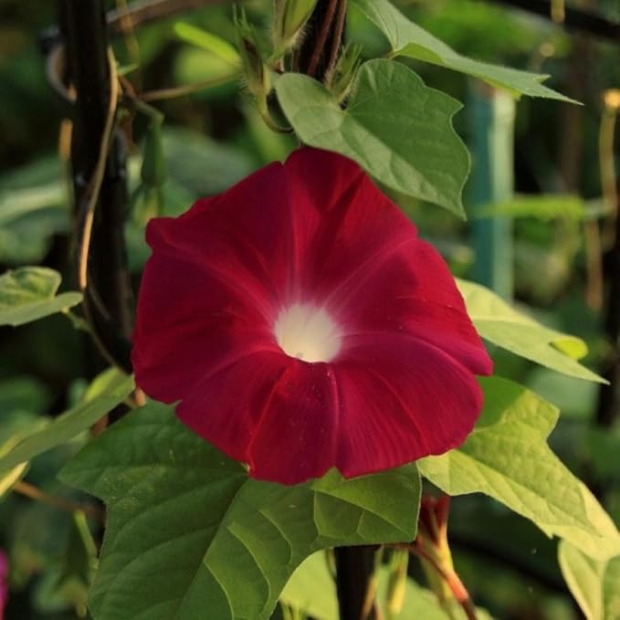 Park Seed Morning Glory Vine Flower Plant Seeds, Easy to Grow, Perfect for Spring Garden, Scarlet O'Hara, Pack of 25