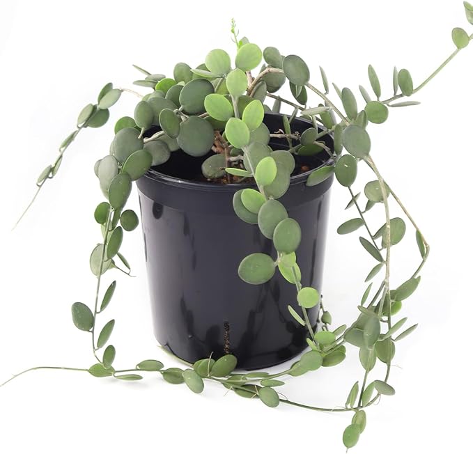 Rare Xerosicyos danguyi 'Silver Dollar Vine' (4" Minimalist Pot w. Saucer) - Penny Plant - Rare Succulent Plant Live - Trailing Indoor Houseplant - Unique Exotic Houseplant for Home Decor