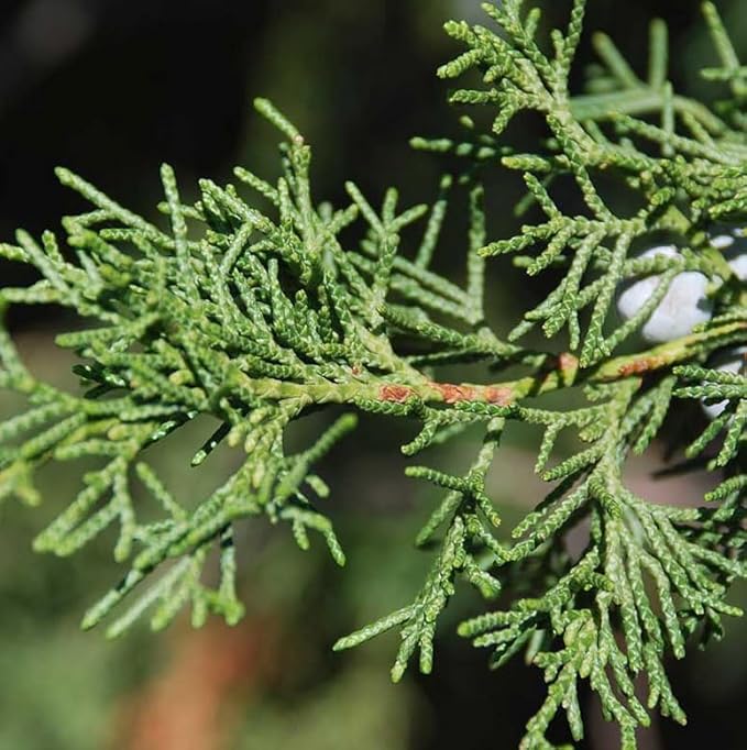 Eastern Red Cedar Tree - 10-16" Tall Live Plant - Quart Pot - Redcedar Juniper Evergreen Seedling - Juniperus virginiana