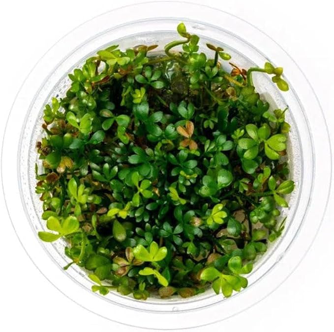SubstrateSource Live Plant - Narrow-Leaf Nardoo (Marsilea angustifolia) - Foreground Carpet, Snail-Free in Vitro Aquarium Plant - Tissue Culture