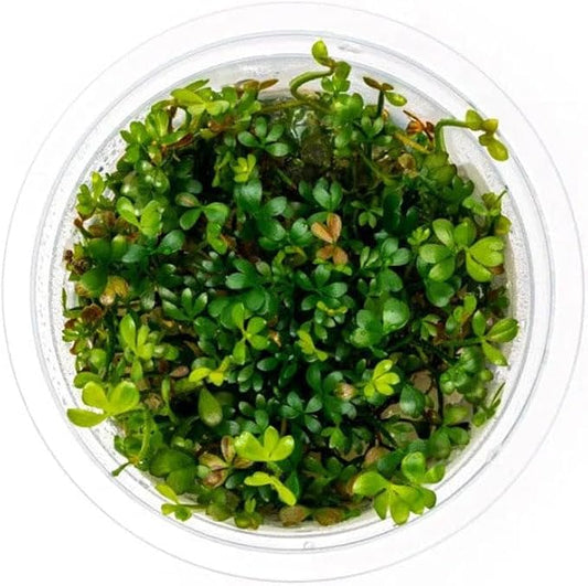 SubstrateSource Live Plant - Narrow-Leaf Nardoo (Marsilea angustifolia) - Foreground Carpet, Snail-Free in Vitro Aquarium Plant - Tissue Culture
