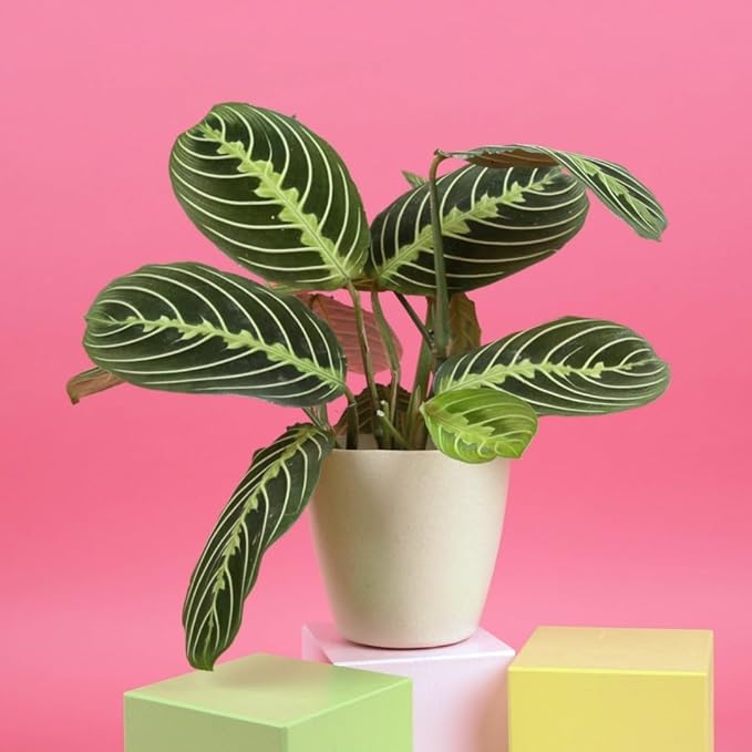 Thorsen's Greenhouse Lemon Lime Prayer Plant, Live Indoor Plant, Pet Friendly, Attractive Houseplant, Lemon Maranta, Natural Air Purifier, Easy to Grow, 4" Diameter Pot (Natural)