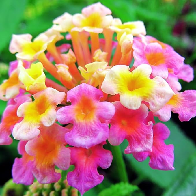 Pack 2 Tri-Colored Lantana Plants Live for Planting Outdoors, 2 to 5 Inch Tall, Lantana Plants Live, Well Rooted