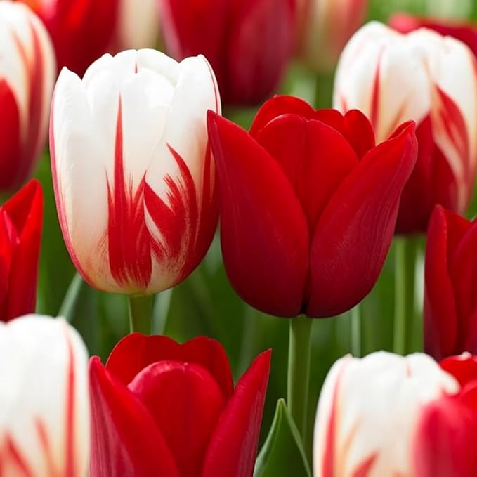 Holiday Mix Tulip Bulbs for Planting - Brighten Your Garden with Cheerful Holiday Spirit - (10 Bulbs)