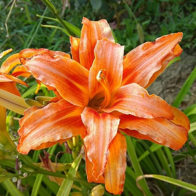 3 Double Orange Daylily Bulbs for Planting, Reblooming Daylilies Roots, Hardy Perennial Flowers Bulbs, Gardens and Borders Planting