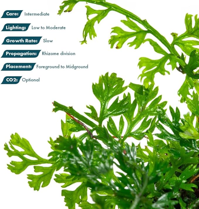 SubstrateSource Mini Bolbitis Baby Leaf - Live Aquarium Plant for Fish Tank Decorations (1 Pot)