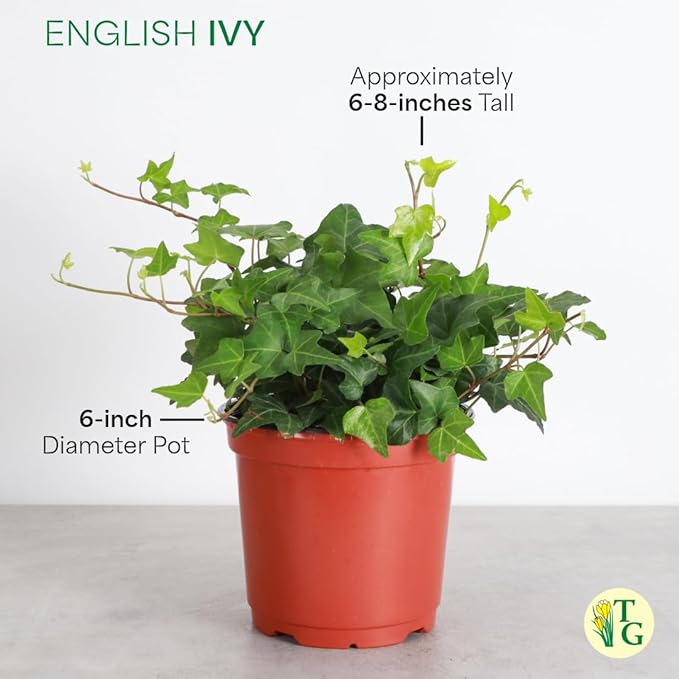 Thorsen's Greenhouse Live Green English Ivy Plant, Hedera Helix, Natural Air Purifier, Easy to Grow, Live Indoor Houseplant, (Sage - 6" Pot)