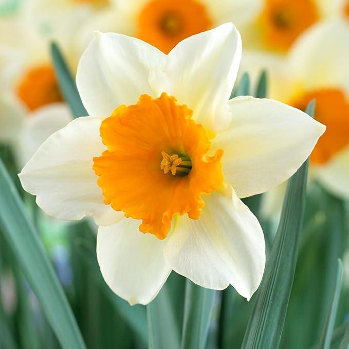 Garden State Bulb Narcissus Large Cupped Sempre Avanti Daffodil Flower Bulbs, 16/18cm, Fall Planting (Bag of 100)