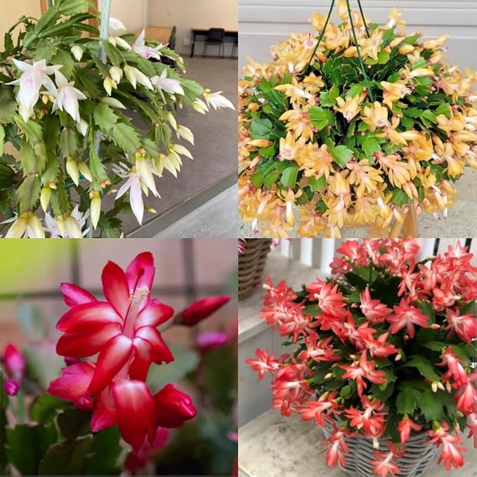 Thanksgiving Cactus Live Plant in 4" Pot, Holiday Christmas Cactus Plants Live, Winter Bloom, Indoor Planting, Ready to Blooms (Random)