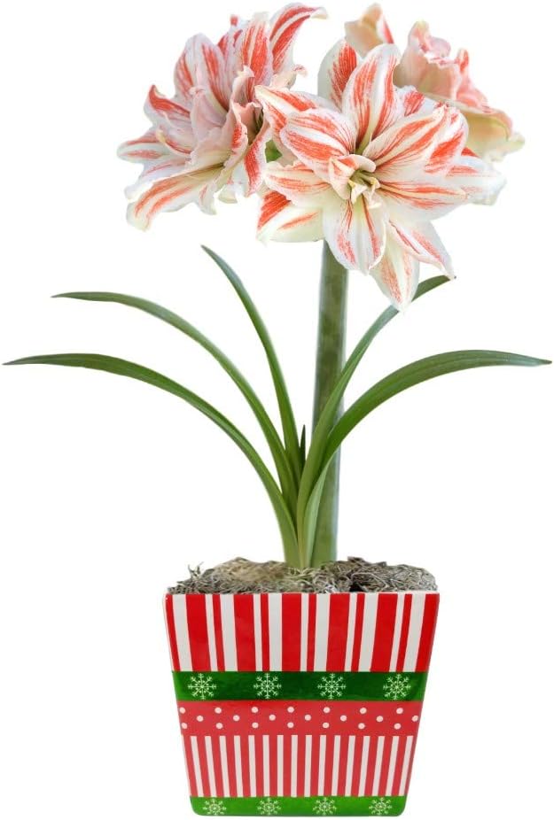 Easy to Grow Amaryllis 'Dancing Queen' Pre-Planted Bulb Indoor Gift Kit in a Holiday Decor Square - Double Pink & White Flowering Blooms in 4 to 8 Weeks