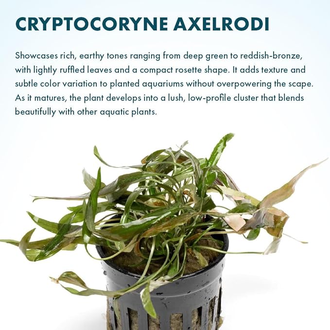 SubstrateSource Live Plants - Cryptocoryne Axelrodi (Cryptocoryne axelrodi) - Low to Medium Light, Olive to Reddish-Brown Freshwater Aquatic Plant, Midground Placement for Aquascaping - Pot, 1 Pack