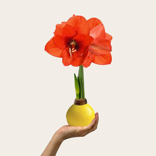 Waxed Amaryllis Bulb – Yellow Wax, Extra Large Sovereign Blooms – No Water Needed, Fall Decor & Gift-Ready Seasonal Bloom