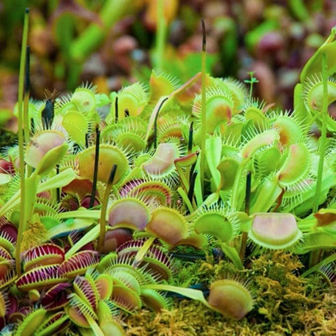 Venus Fly Trap Live Carnivorous Plant - Dionaea muscipula - Wellspring Gardens Starter Plant Aquatic Plant