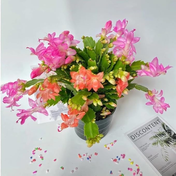 2 Mix Christmas Cactus Plants Live, 4 to 7 Inch Tall Colorful Christmas Cactus, Holiday Flower Houseplant, Indoor Outdoors Easy Care Plants for Home Garden