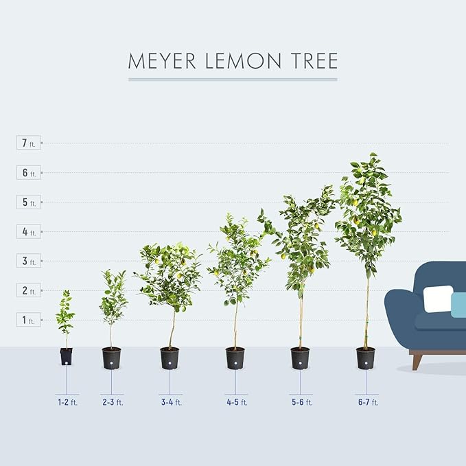 Brighter Blooms - Meyer Lemon Tree, 2-3 ft. - No Shipping to AK, AL, AZ, CA, FL, GA, HI, LA, MS, OR, TX