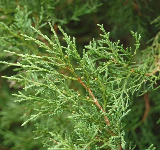 Cedar, Dogwood, Pine, Redwood, Spruce, Tree Seed by MySeeds.Co, You Choose The Color n Quantity (1 Pack, Eastern Red Cedar - Big Pack)