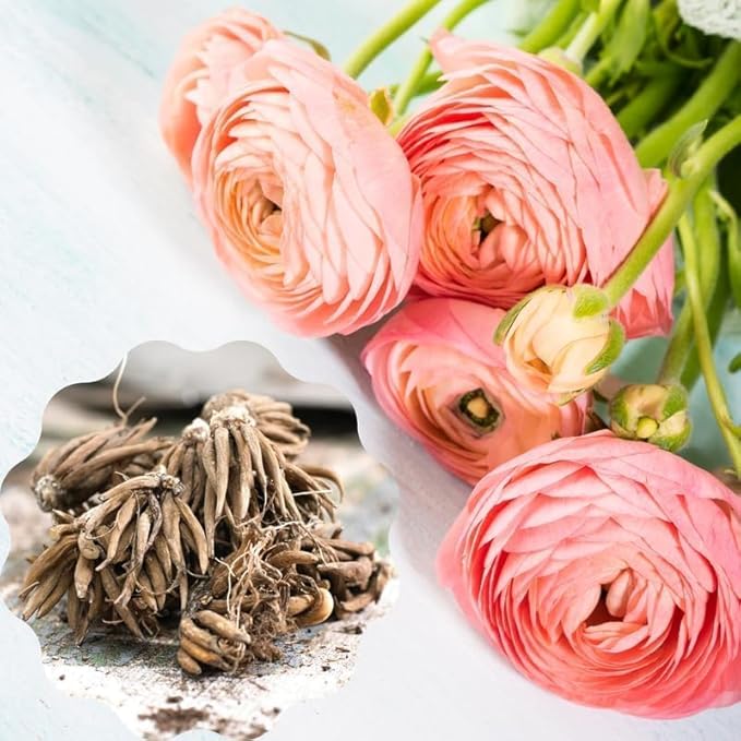 25 Ranunculus Bulbs for Fall Planting, Perennial Flowers Bulbs for Gardens, Vibrant Peony Buttercup Corms for Outdoor Borders (Pink Ranunculus)